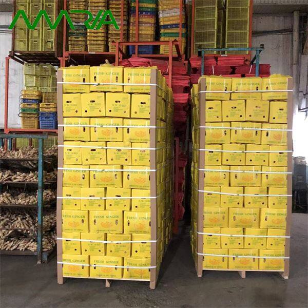 Fresh ginger 10kg box