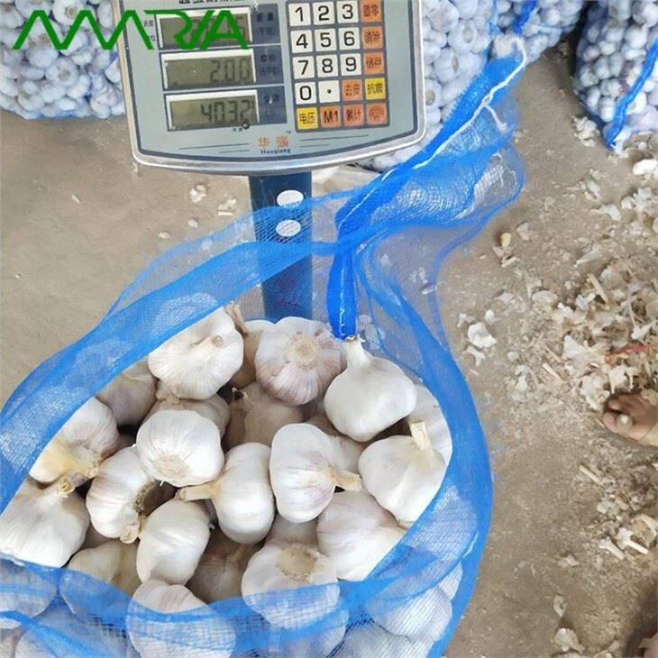 New Fresh White Garlic