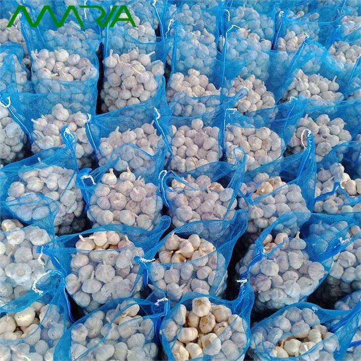 New Fresh White Garlic