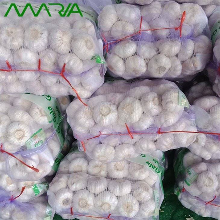 New Fresh White Garlic