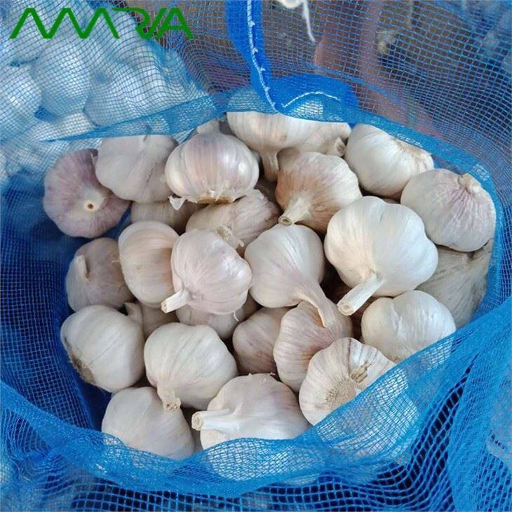 New Fresh White Garlic