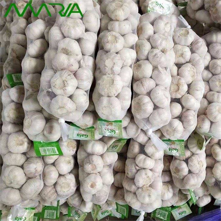 New Fresh White Garlic