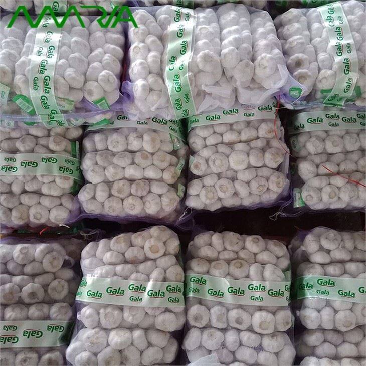 New Fresh White Garlic