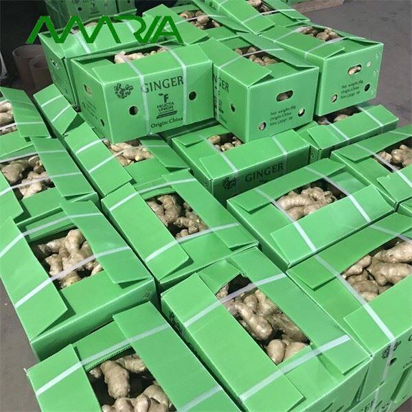 New Season Fresh Ginger