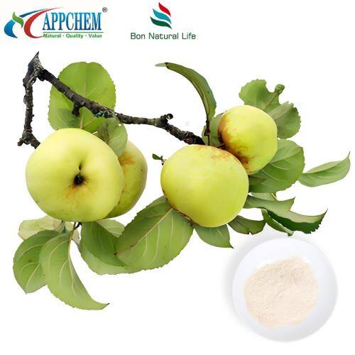Natural Phloretin Powder suppliers Malus pumila Mill
