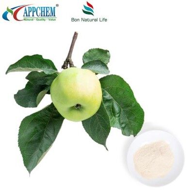 Natural Phloretin Powder