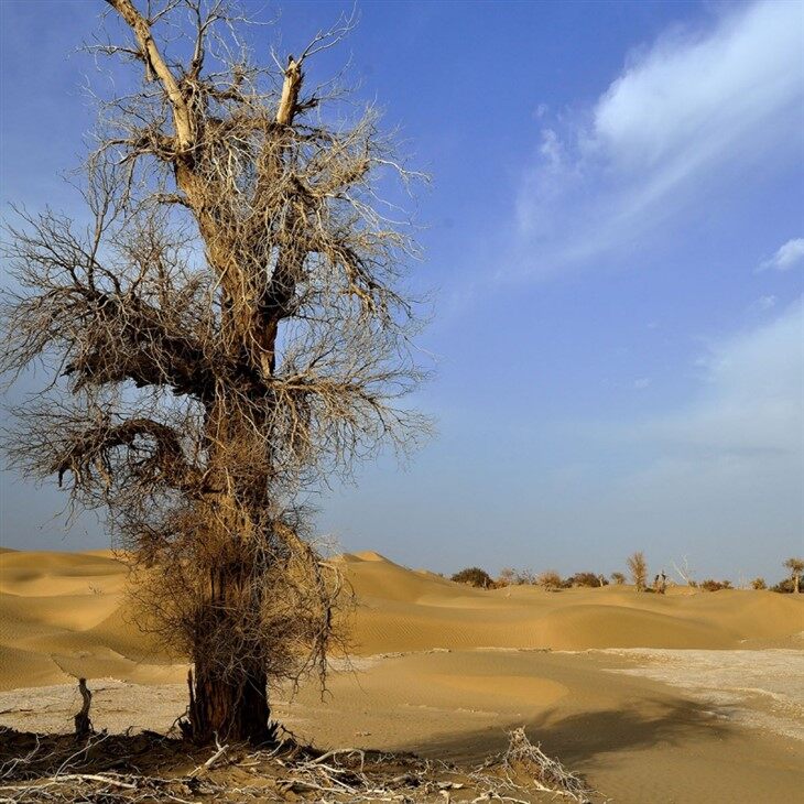 Xinjiang Global Special Train