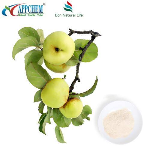 Phloretin Powder suppliers Apple Extract