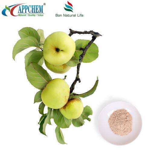 Phlorizin Powder suppliers Malus pumila Mill