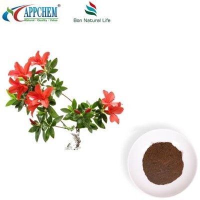 Dahurian Rhodoendron Leaf Extract