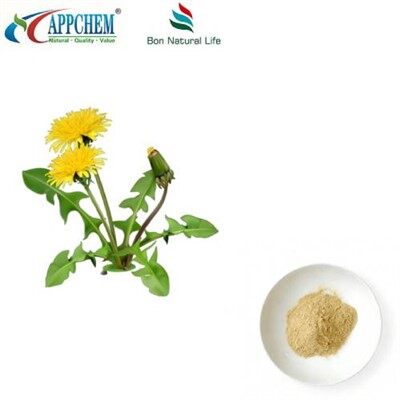 Karahindiba Özü Tozu Flavonoidler