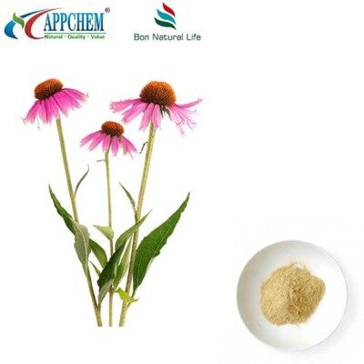 Polvo de extracto de equinácea purpurea