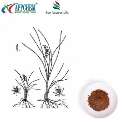 Estratto di radice di Lilyturf