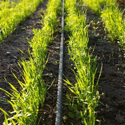 水田用点滴灌漑パイプ