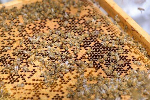 Wire Mesh For Beehives suppliers