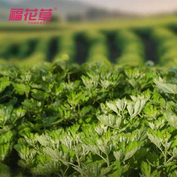 d9369c9af185e1f0801cb7219717646