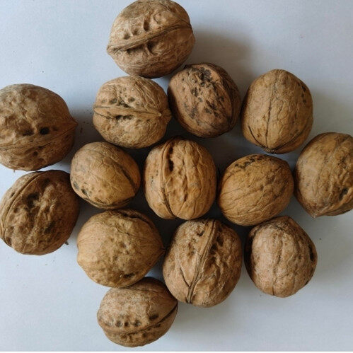 Inshell Walnuts Online