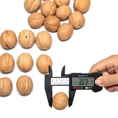 High Quality Washed 33 Type Walnut in Shell