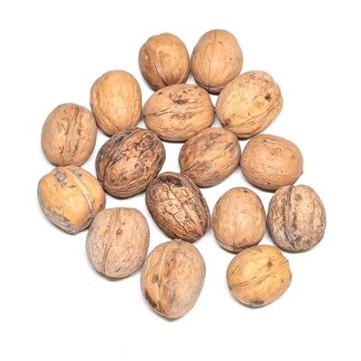 Xiner No es va rentar nous inshell