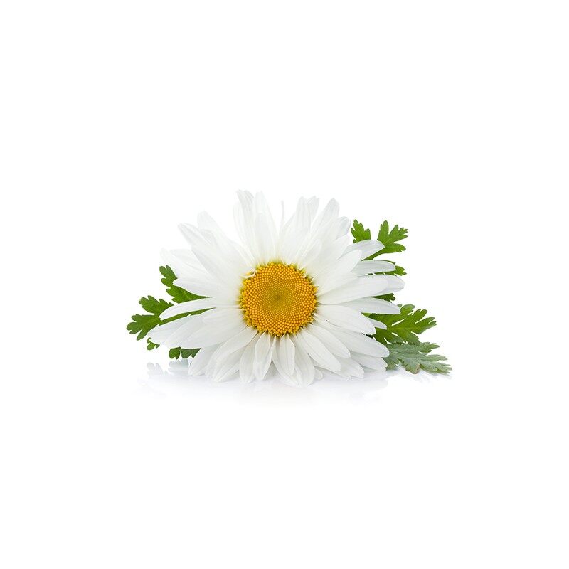 Chamomile