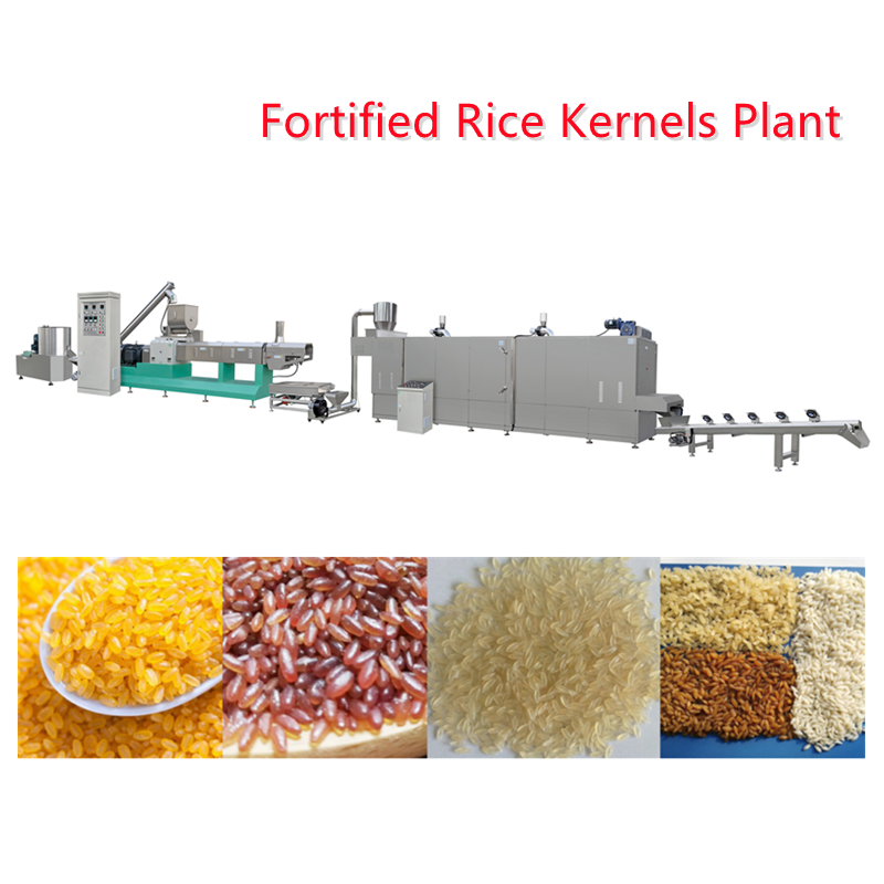 Plante de grains de riz enrichi