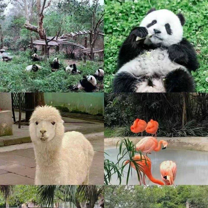 Chongqing Jiefangbei Day Walking Tour Itinerary