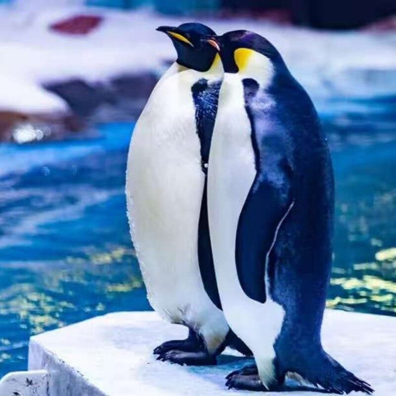 Shanghai Ocean Aquarium Family Study Guide