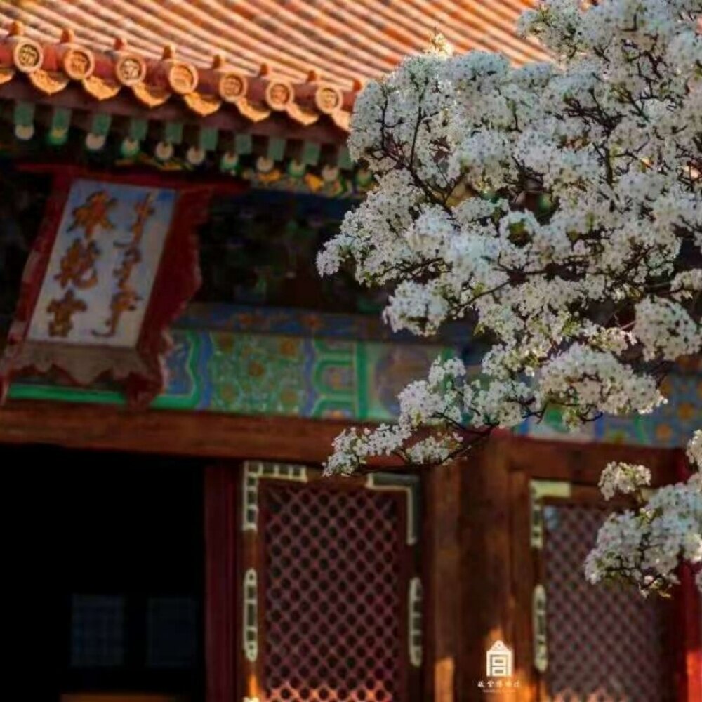 بیجنگ سیاحت کے پانچ دن