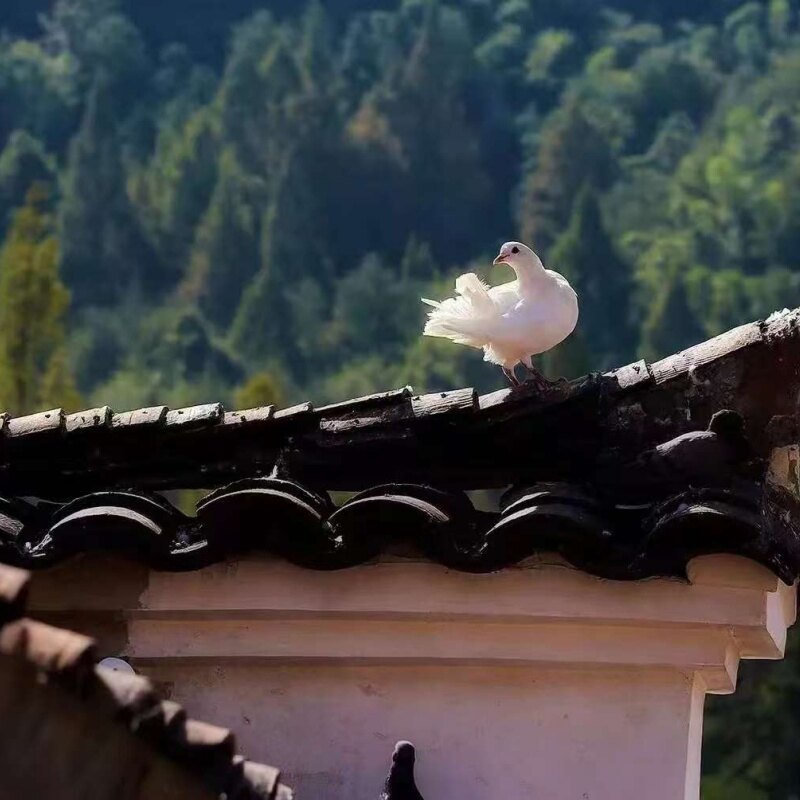 تور سه روزه کوه Jiuhua