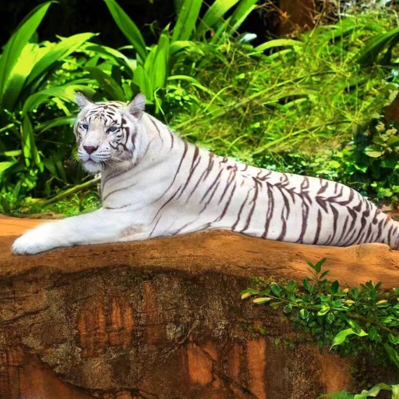 Kolmen päivän kiertue Chimelongissa, Guangzhou