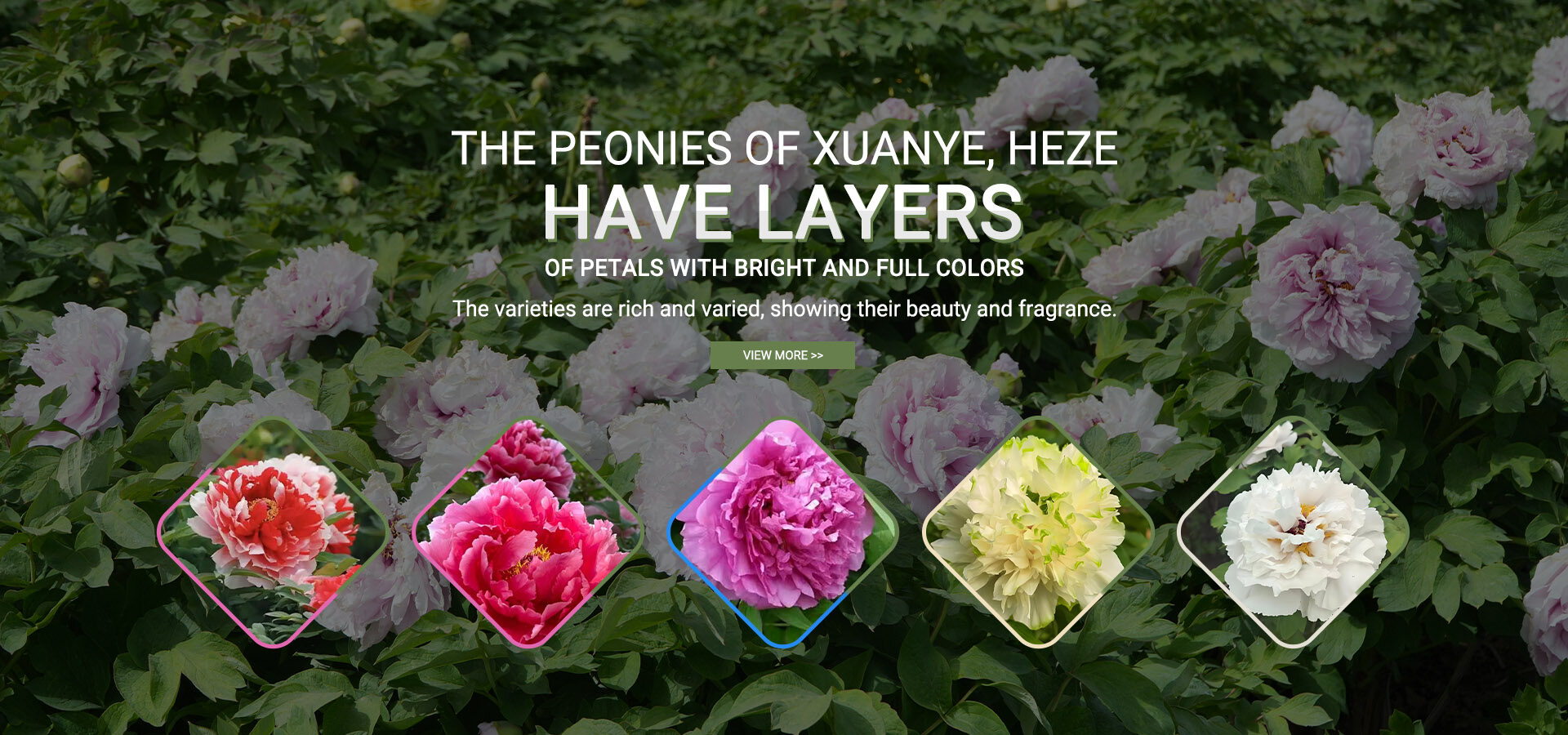 కుకీ పాలసీ