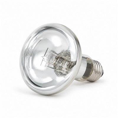 Lampa Basking Reptile