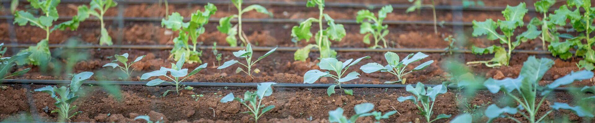 Política de cookies